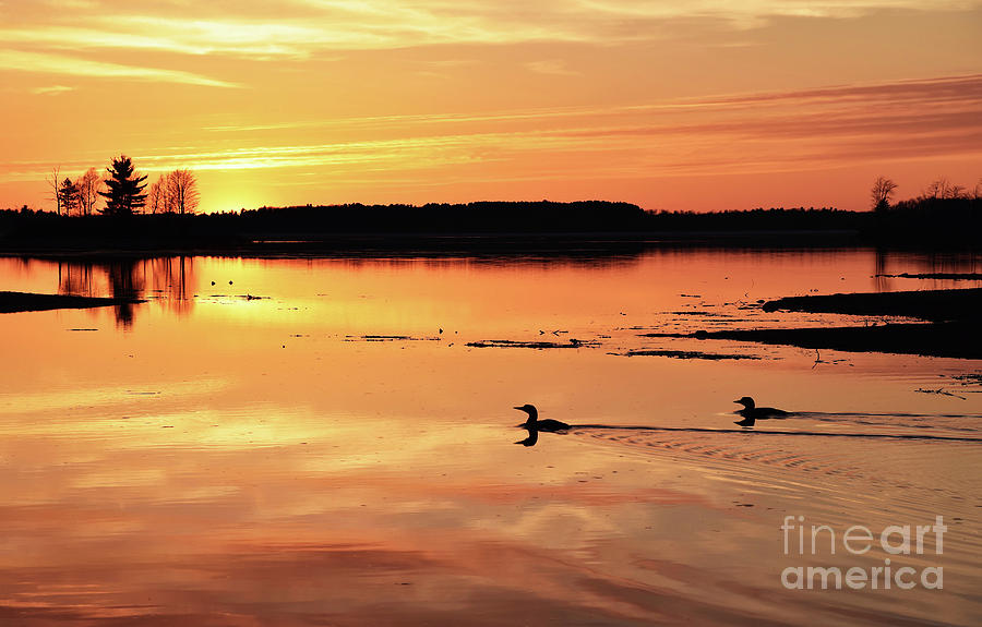 Sunset Loon Silhouette 2018 by Theresa Kocka Sunset Loon Silhouette 2018 by Theresa Kocka
