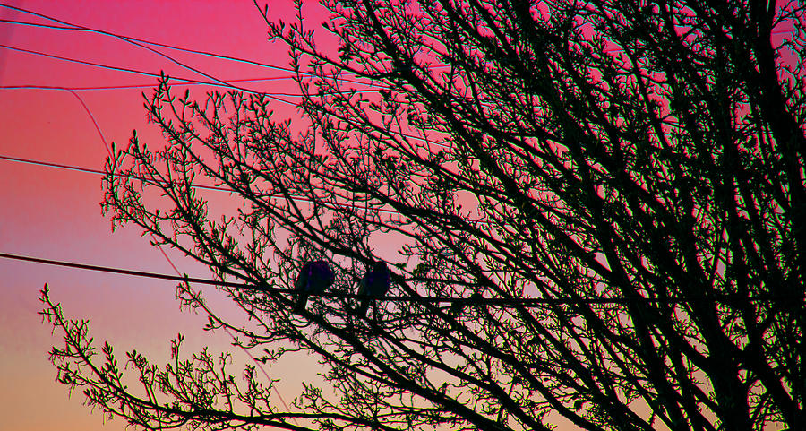 Sunset Lovers Photograph by Alex Art