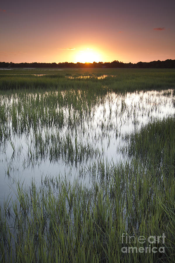 Sunset Marsh Grass Photograph by Dustin K Ryan