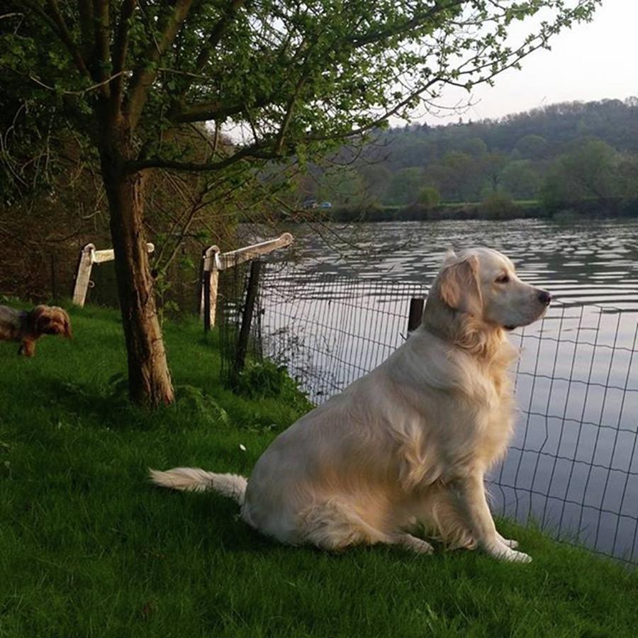 Dog Photograph - Sunset Meditation by Rowena Tutty