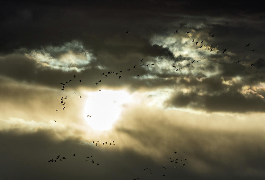 Sunset Migration Photograph by Gary Kochel