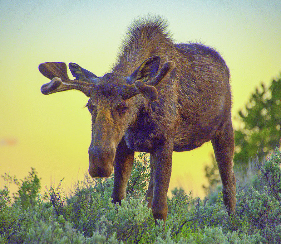 Sunset Moose Photograph by Jerry Cahill