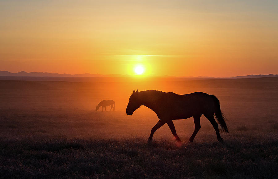 Sunset Mustang Stallion Photograph by Dirk Johnson