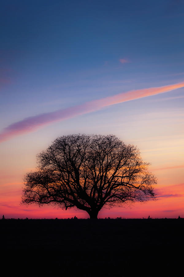 Sunset Oak Photograph by Colby Drake - Fine Art America