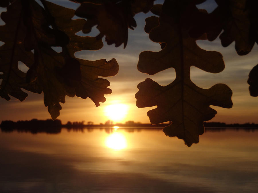 Sunset Oak Photograph by James Peterson