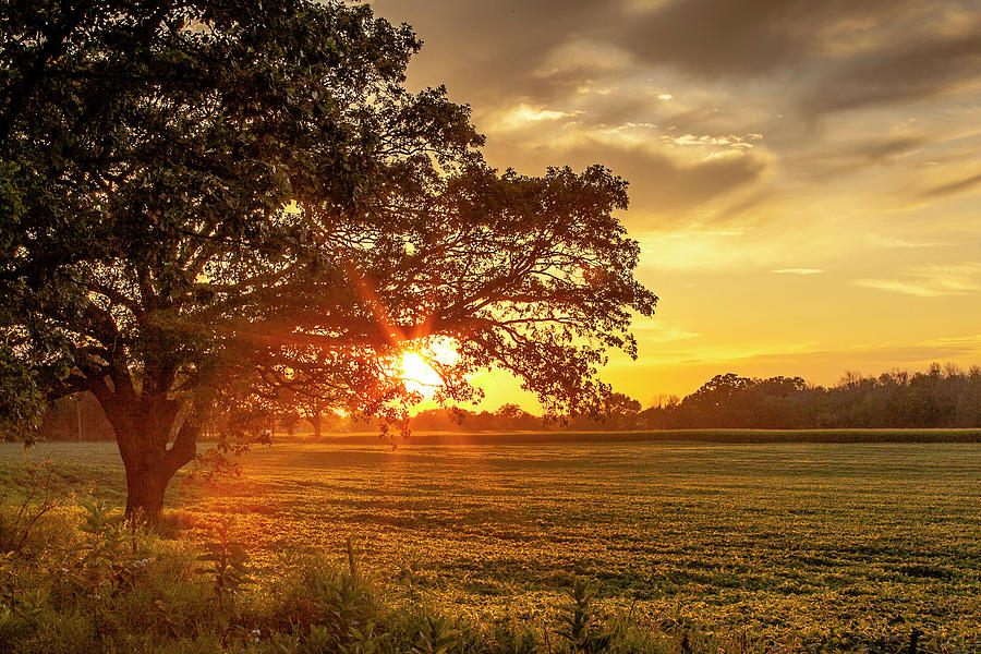 Sunset Oak Photograph by Margaret Burlingham - Fine Art America