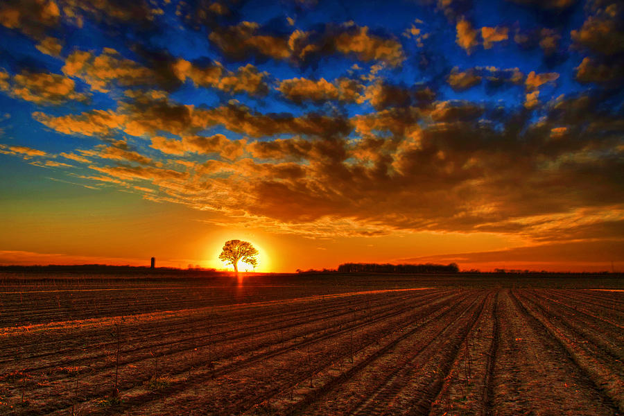 Sunset Oak Photograph by Rod Melotte