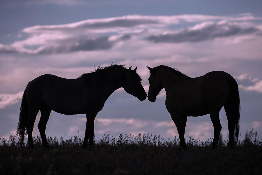 Sunset of the Mustangs Photograph by Sandy Sisti