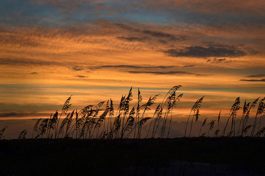 Sunset on Beach Grass Photograph by Dana Sohr