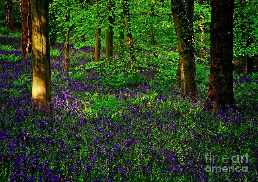 Sunset on Bluebells in Spring Photograph by Martyn Arnold