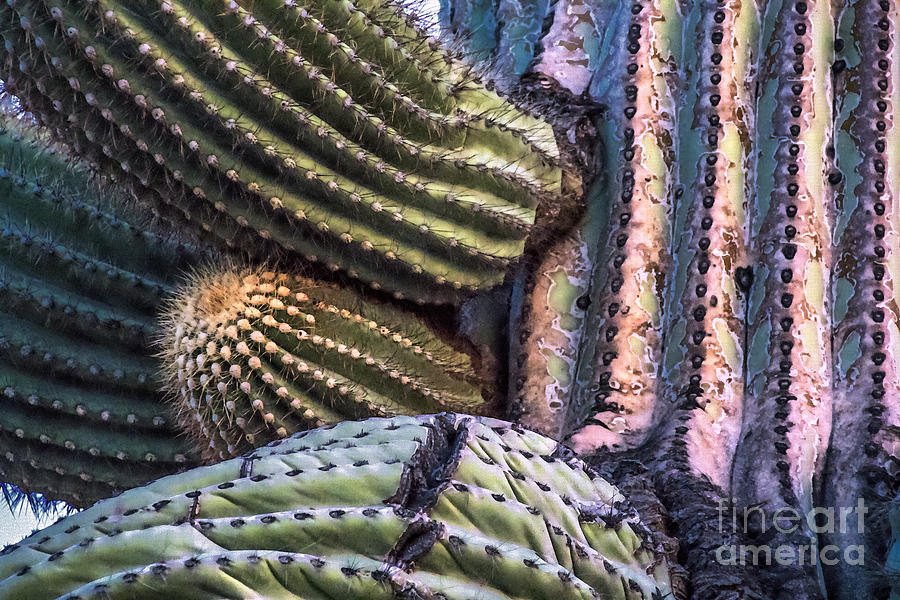 Sunset on Saguaro Cactus Digital Art by Georgianne Giese