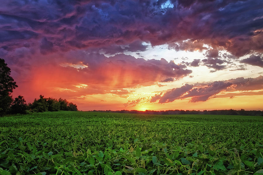 Sunset on Soybeans Photograph by Lars Lentz