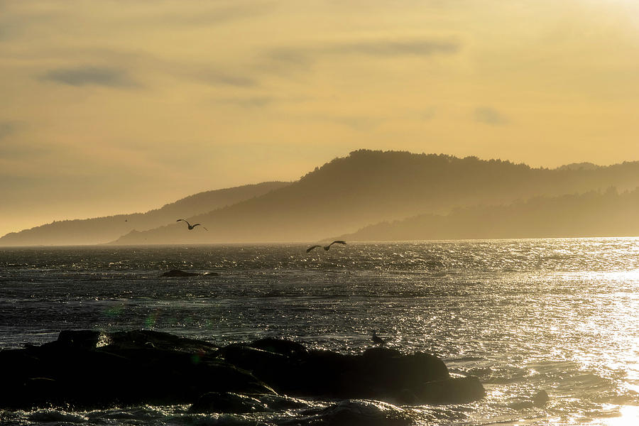 Bird Photograph - Sunset on the bay by Ryan Richmond