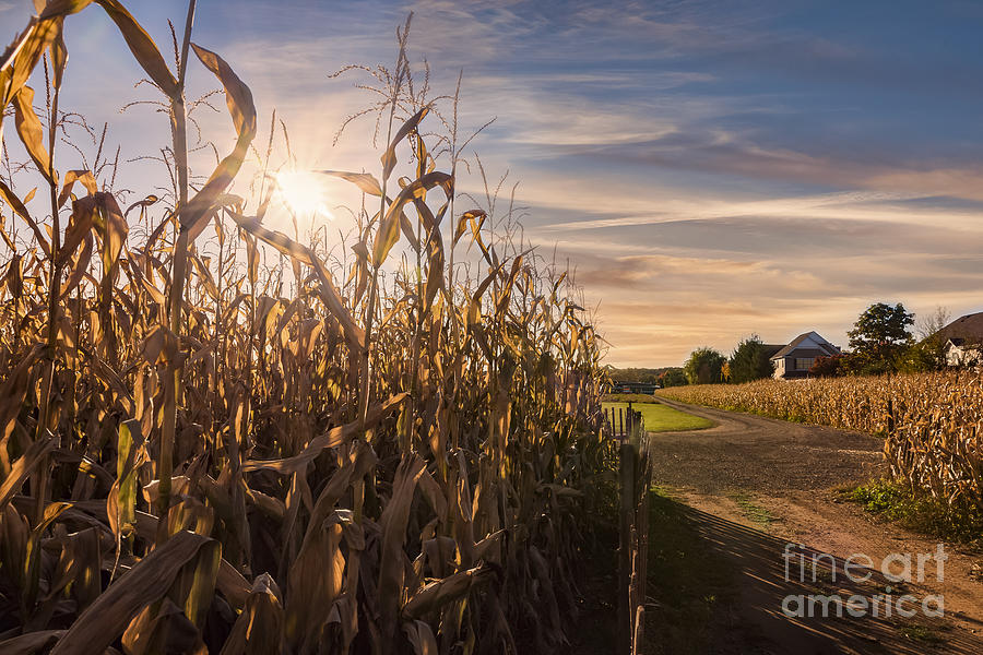 Sunset on the Corn Field Photograph by Alissa Beth Photography