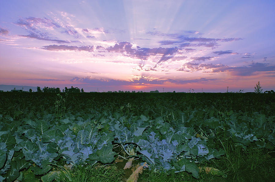 Sunset On The Fields Photograph by Gary Brandes