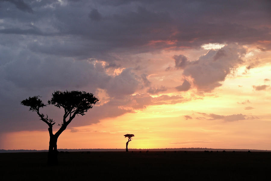 Sunset on the Masai Mara Photograph by Michele Burgess