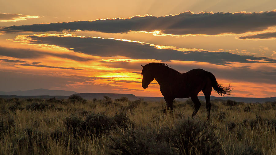 Sunset on the Mustang Photograph by Jack Bell