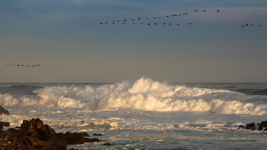 Cormorants flying on the ocean Photograph by Claudio Maioli