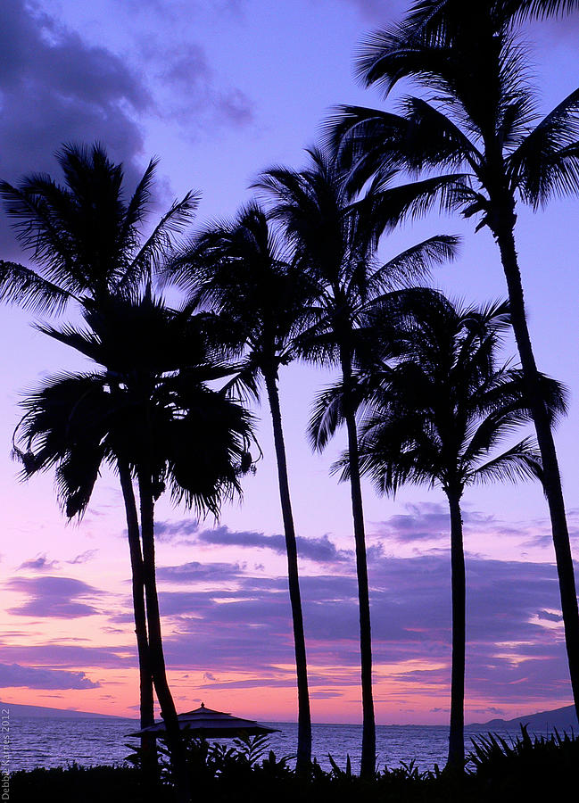 Sunset on the Palms Photograph by Debbie Karnes