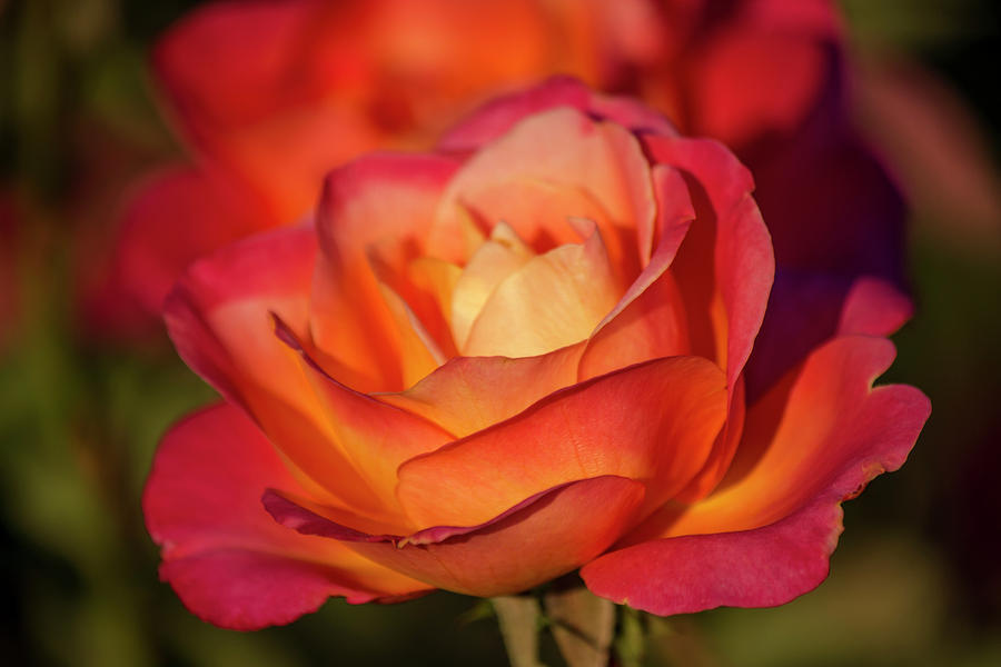 Sunset on the Rose Photograph by Teresa Wilson