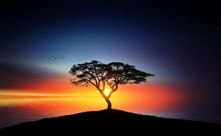 Sunset on the tree Photograph by Bess Hamiti