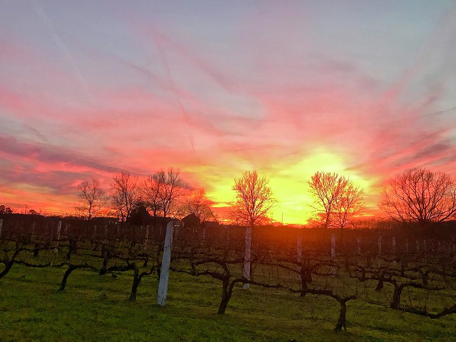 Sunset on the Vineyard as the Horizon Catches Fire Photograph by Shawn M Greener