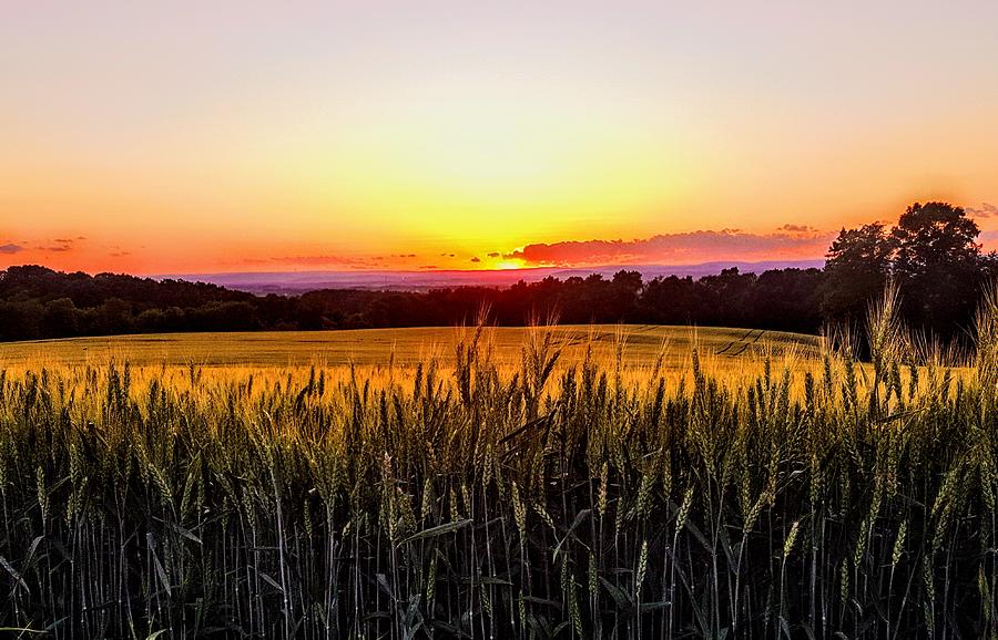 Sunset Photograph - Sunset on the Winter Wheat  by Paul Kercher