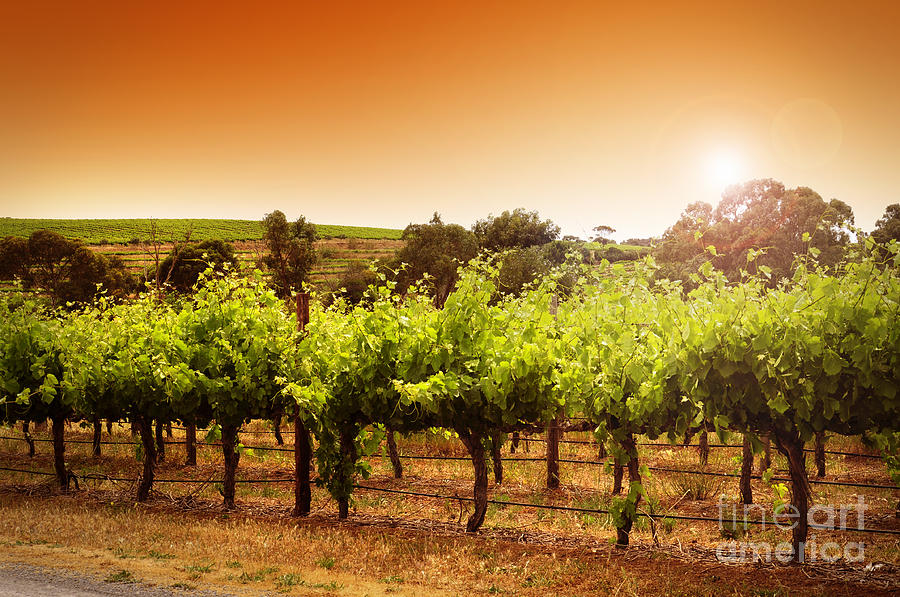 Sunset on Vines Photograph by Milleflore Images