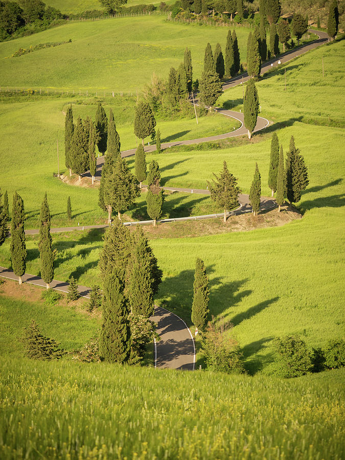 Sunset over a winding cypress lane in Tuscany Photograph by Tosca Weijers