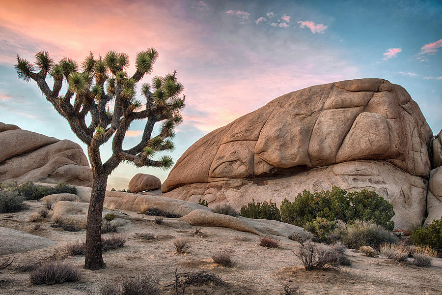 Sunset over Joshua Tree by Dave Dilli Sunset over Joshua Tree by Dave Dilli