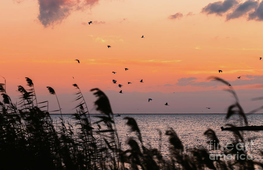Sunset Over Lake,flying Birds. Photograph