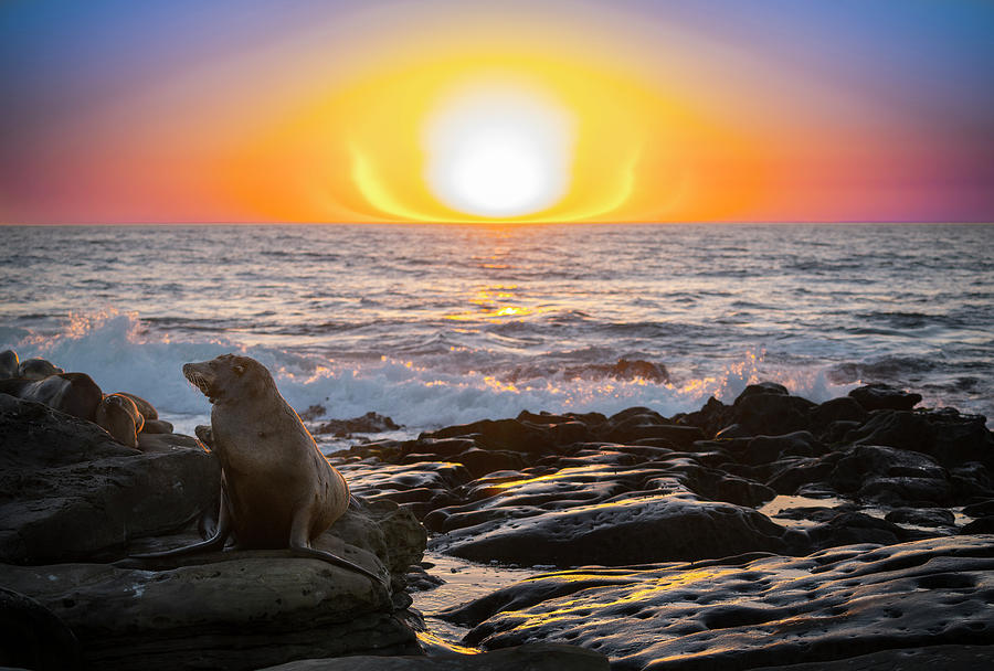 Sunset over large sea lion on the rocks, San Diego Beach, CA Photograph by Ryan Kelehar