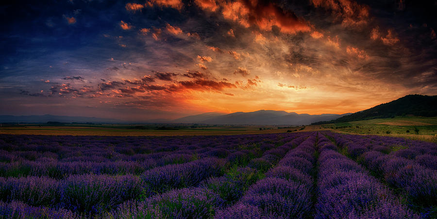 Sunset over lavender field 2 Photograph by Plamen Petkov