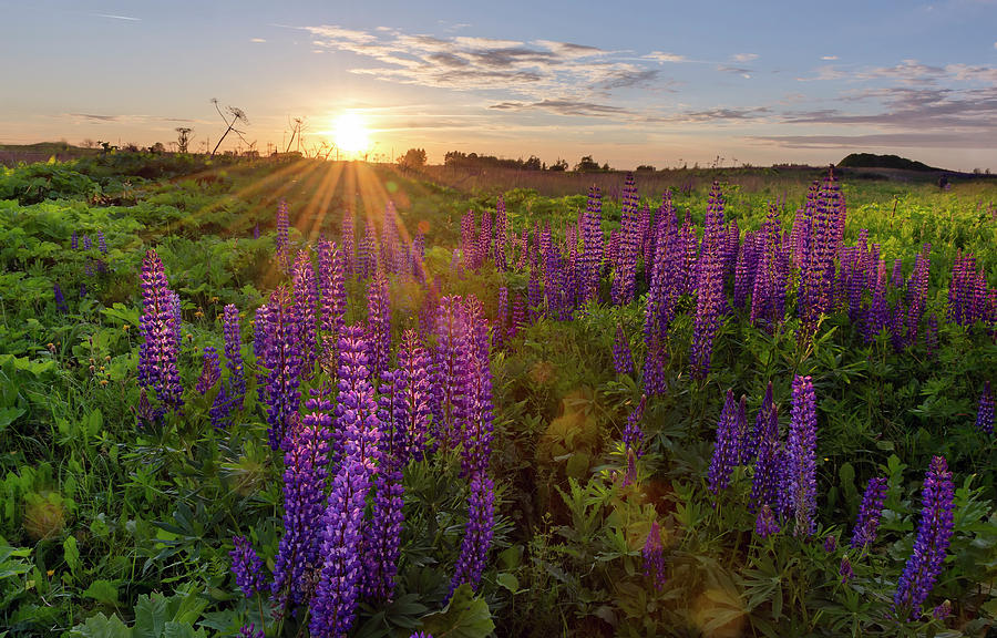Nature Photograph - Sunset over meadow of lupine by Maya Afzaal