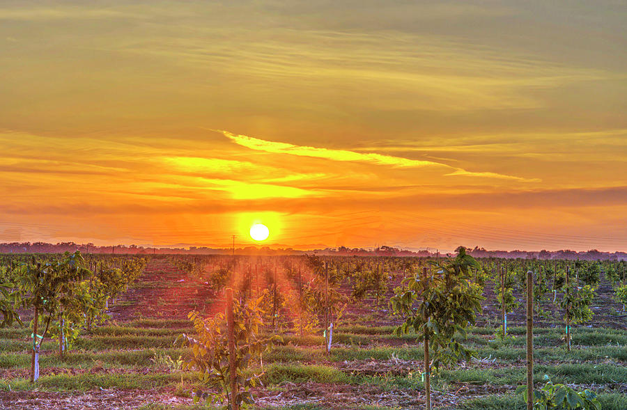 Sunset over Orchard Photograph by Wendy Carrington