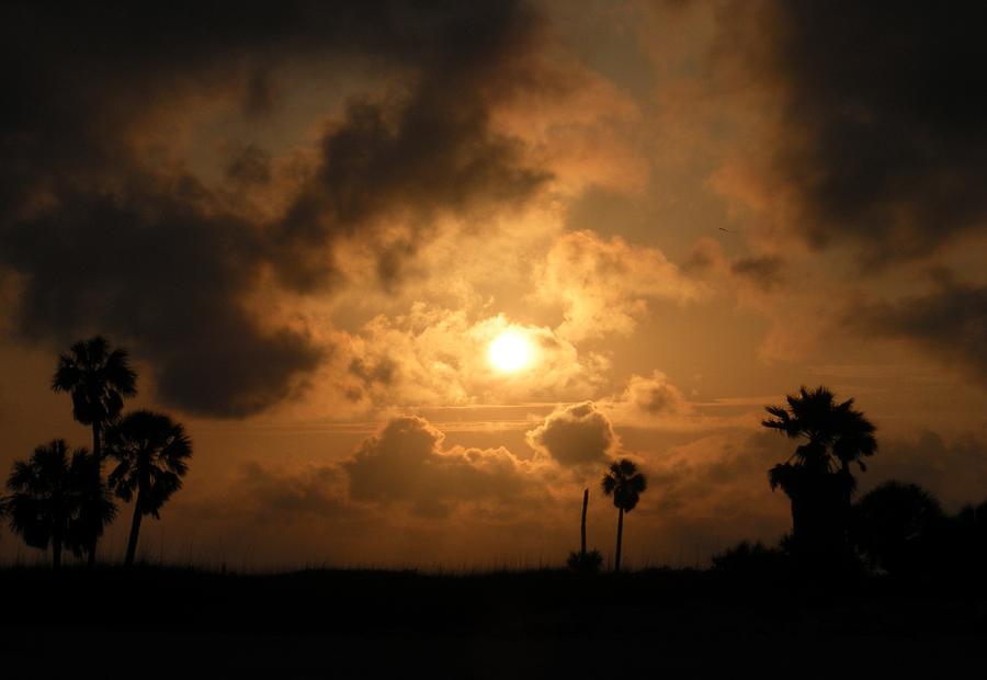 Sunset over Palms Photograph by Jeanette Oberholtzer