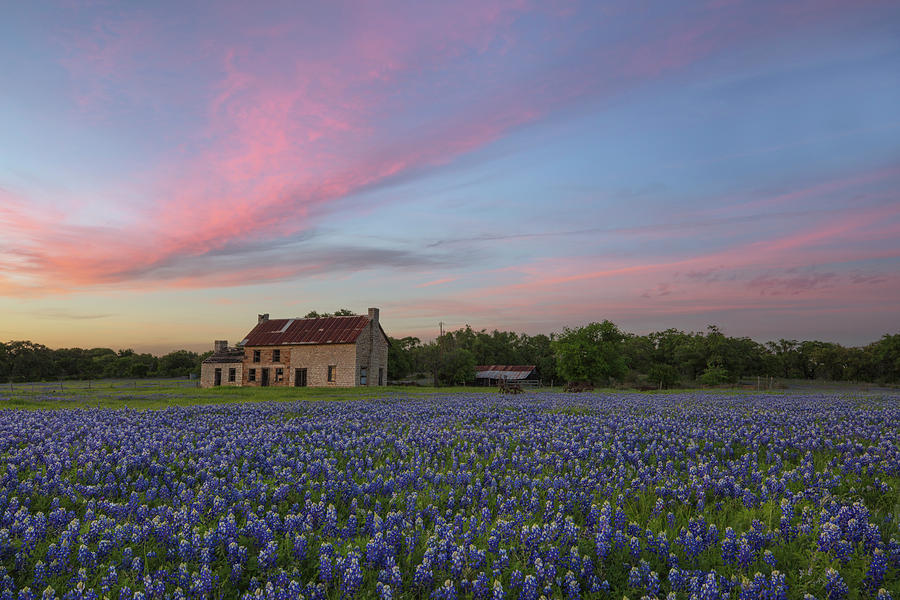 Sunset over Texas Bluebonnets in April 1 Photograph by Rob Greebon