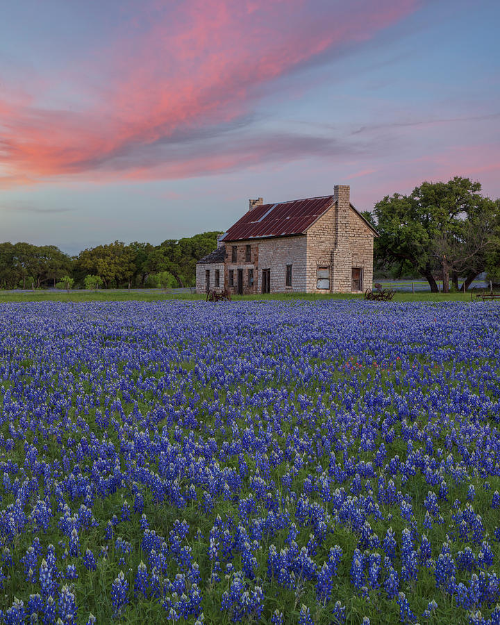 Sunset over Texas Bluebonnets in April 2 Photograph by Rob Greebon