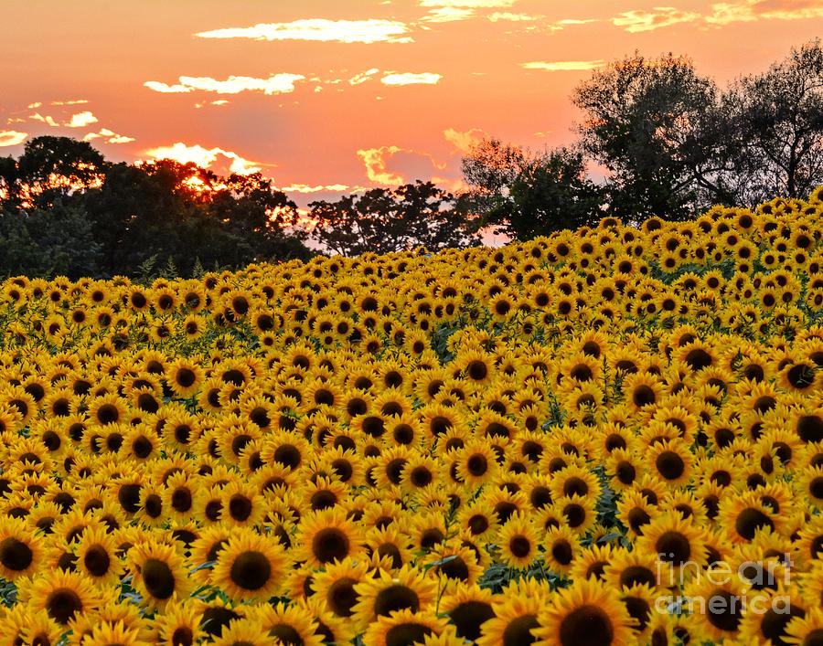 Sunset over the Sunflower Field Photograph by Steve Brown