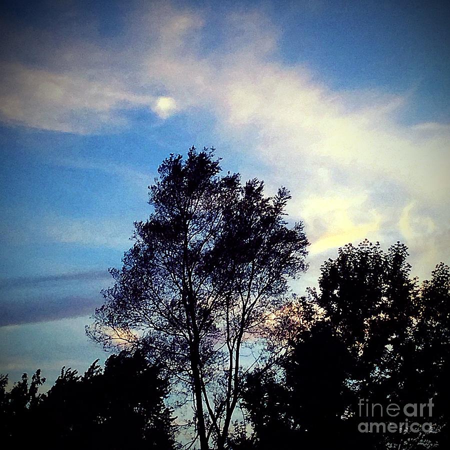 Nature Photograph - Sunset Over the Tree by Frank J Casella