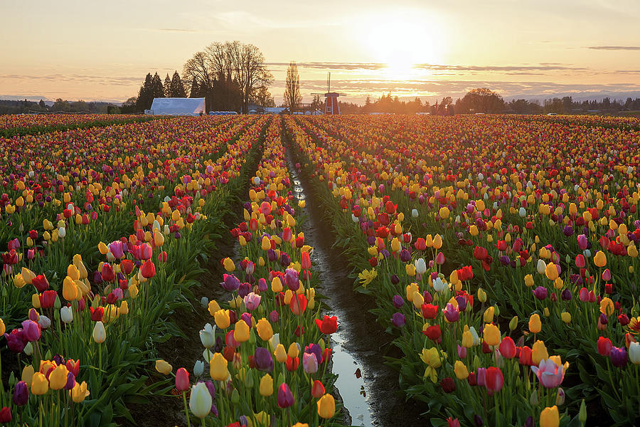 Sunset over Tulip Fields Photograph by David Gn