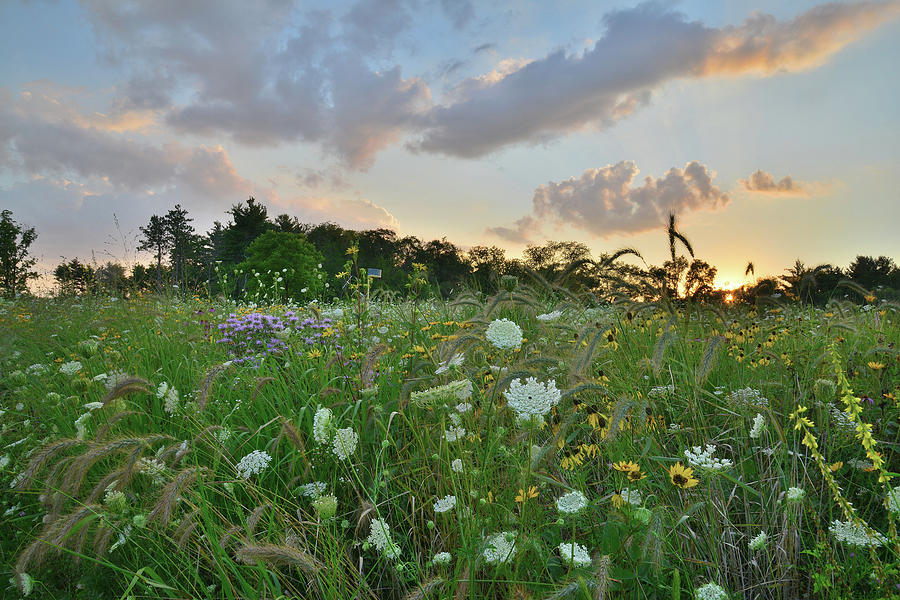 Sunset over Wildflowers in Boone Creek Conservation Area Photograph by Ray Mathis