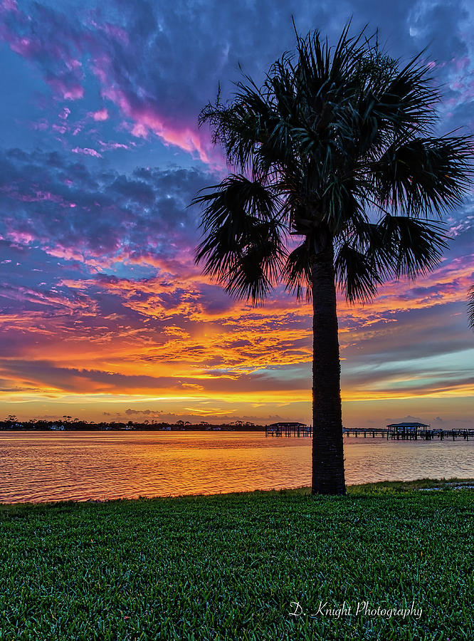 Sunset Palm Photograph by Dillon Kalkhurst