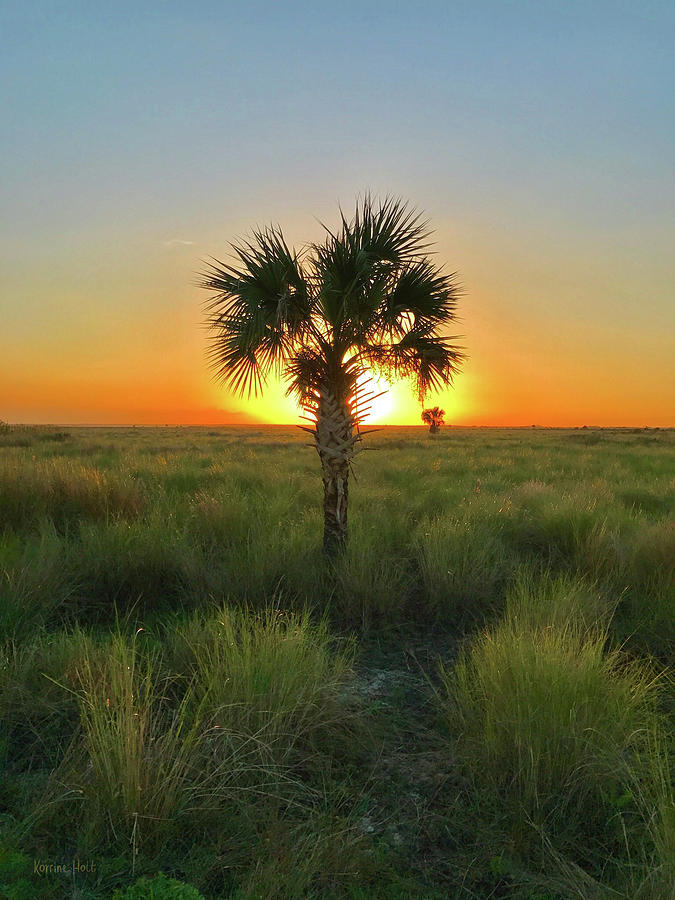 Sunset Palm Photograph
