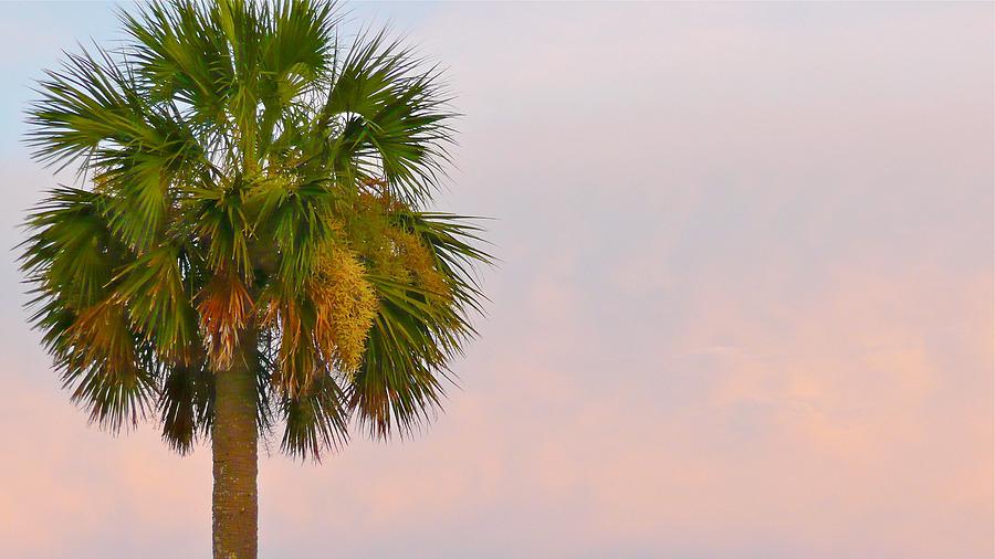 Sunset Palm Photograph by Scott Waters
