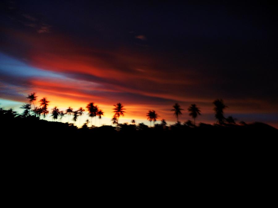 Sunset Palm Trees Photograph by Dietmar Scherf