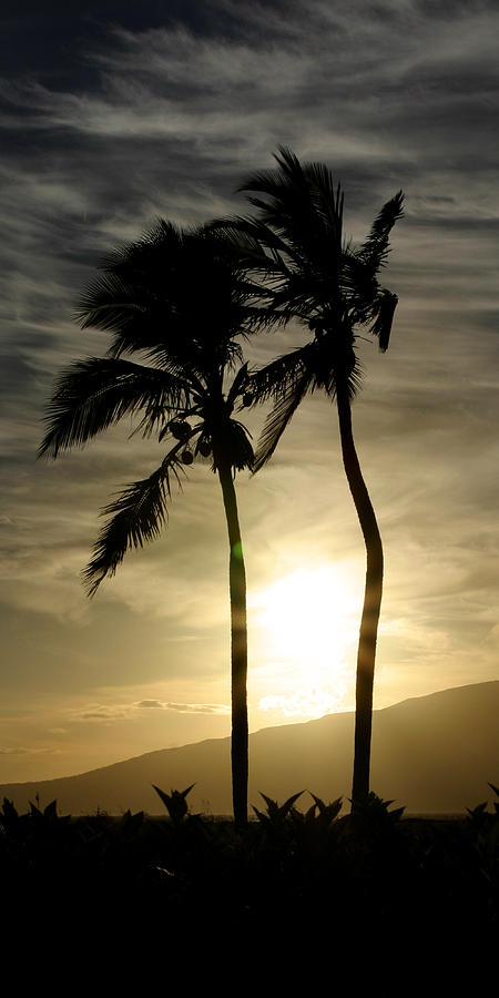 Sunset Photograph - Sunset Palm trees Maui Hawaii by Pierre Leclerc Photography