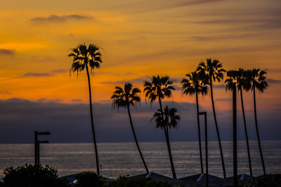 Sunset Palms Photograph by Bruce Pritchett