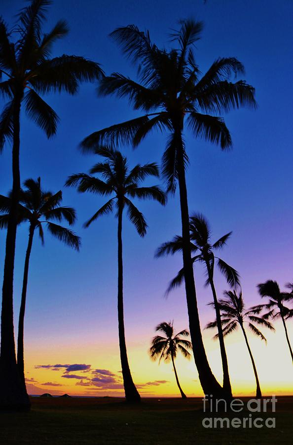 Sunset Palms Photograph by Craig Wood