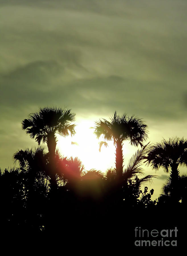 Sunset Palms Photograph by D Hackett
